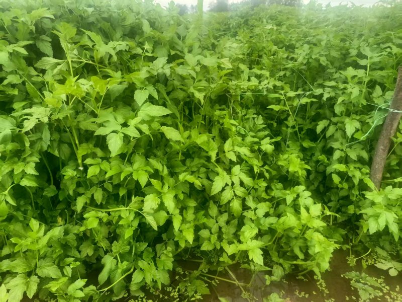 水芹/新鲜水芹大量上市/口感清脆/味道鲜美/对接全国采购