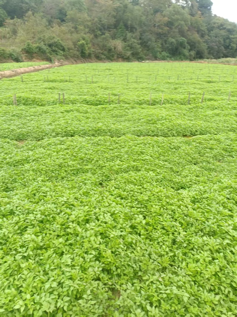 水芹/新鲜水芹大量上市/口感清脆/味道鲜美/对接全国采购