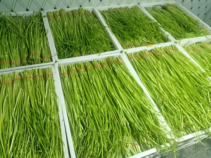 水芹/新鲜水芹大量上市/口感清脆/味道鲜美/对接全国采购