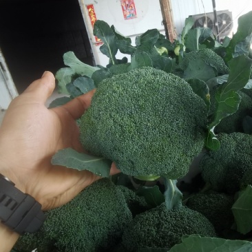 耐寒西兰花上量了
