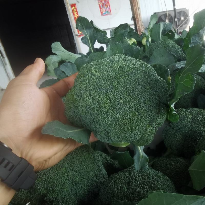 耐寒西兰花上量了