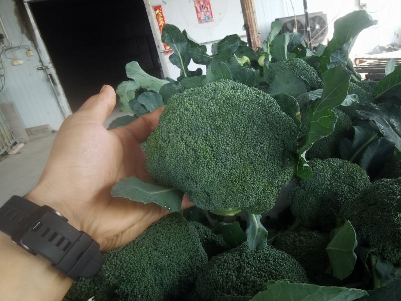 耐寒西兰花上量了