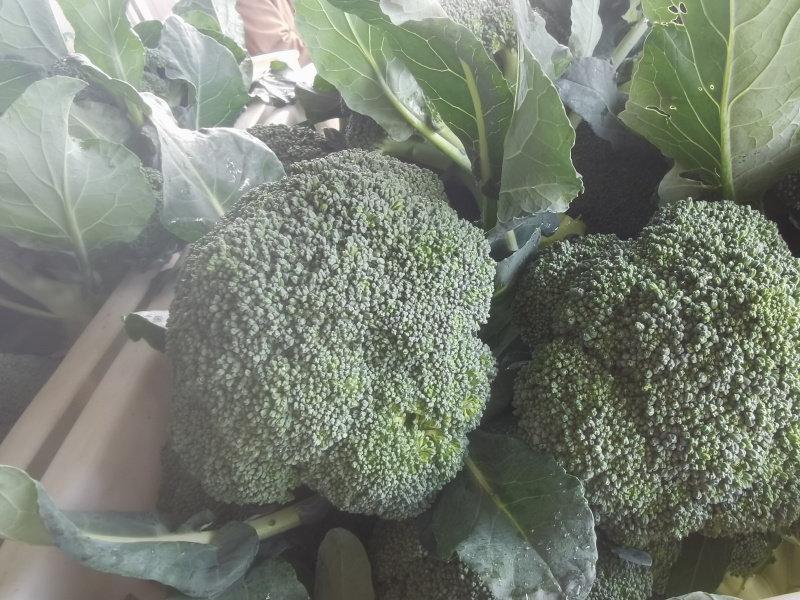 耐寒西兰花上量了