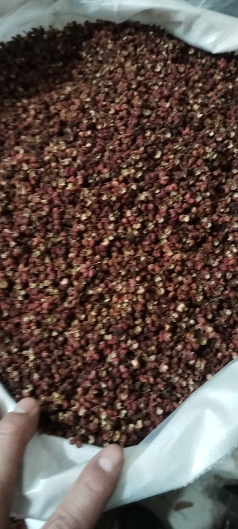 小茴香颜色青一手货源无杂质诚信第一量大从优欢迎购买