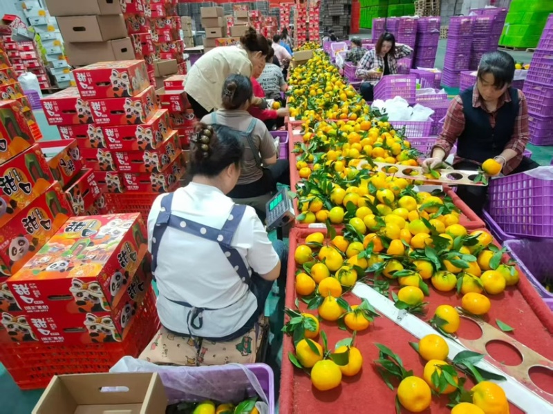 春见耙耙柑全国发货承接商超电商平台