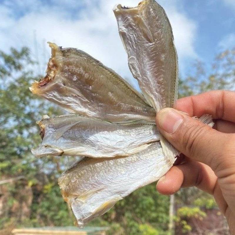 新晒去头咸鱼干货小黄鱼干白姑鱼红三黄花鱼风干特产渔民自制