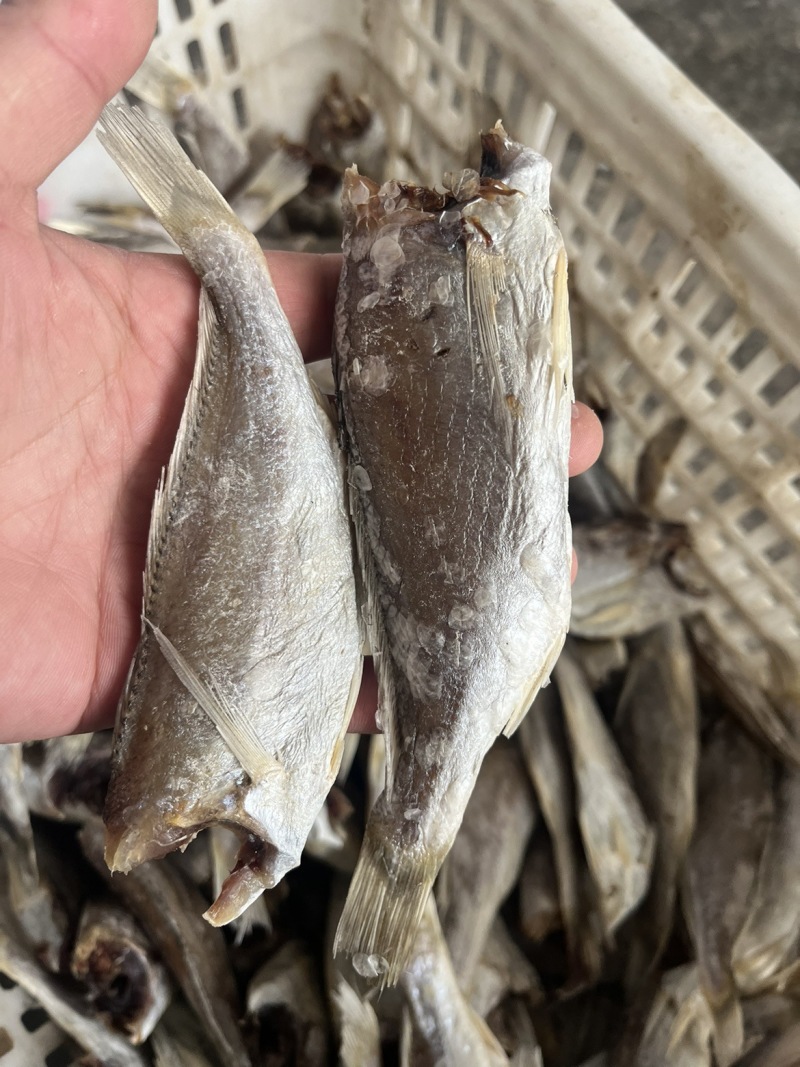 新晒去头咸鱼干货小黄鱼干白姑鱼红三黄花鱼风干特产渔民自制