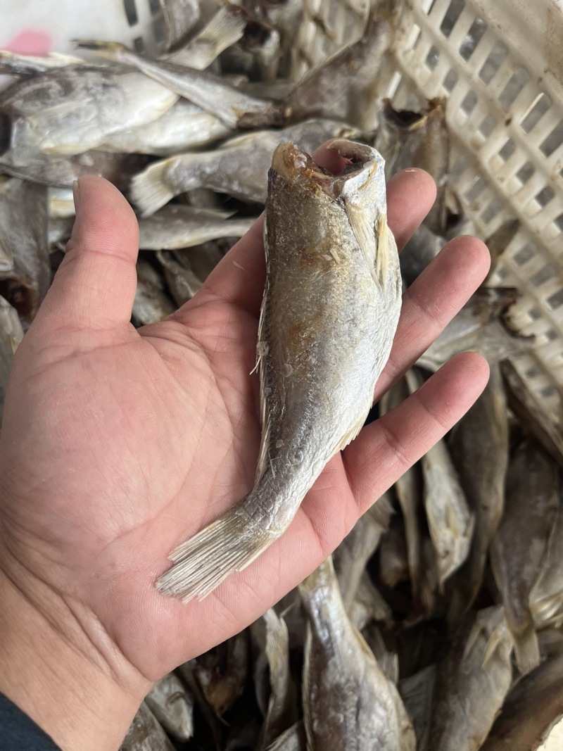 新晒去头咸鱼干货小黄鱼干白姑鱼红三黄花鱼风干特产渔民自制