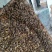 荔枝蜜和龙眼蜜大量接单产地直发量大从优欢迎来电咨询