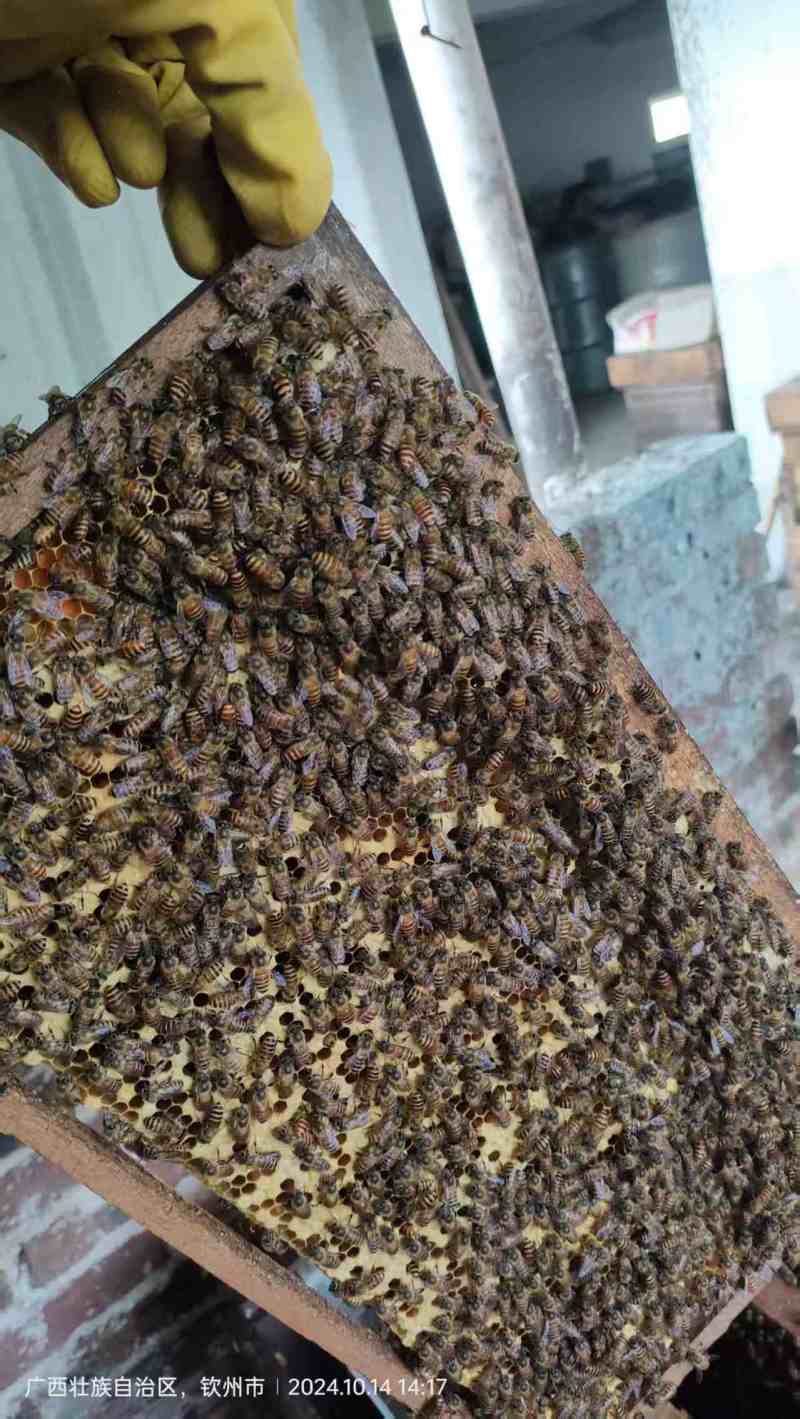 荔枝蜜和龙眼蜜大量接单产地直发量大从优欢迎来电咨询