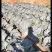 云南泸西紫甘蓝，10000公斤起售，单价一块一公斤