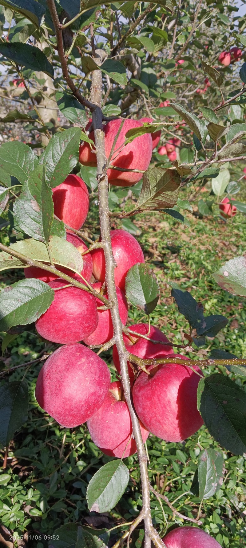 瑞香红苹果