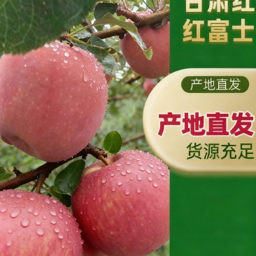 【顺源果业】甘肃静宁红富士苹果产地直发货源规格齐全