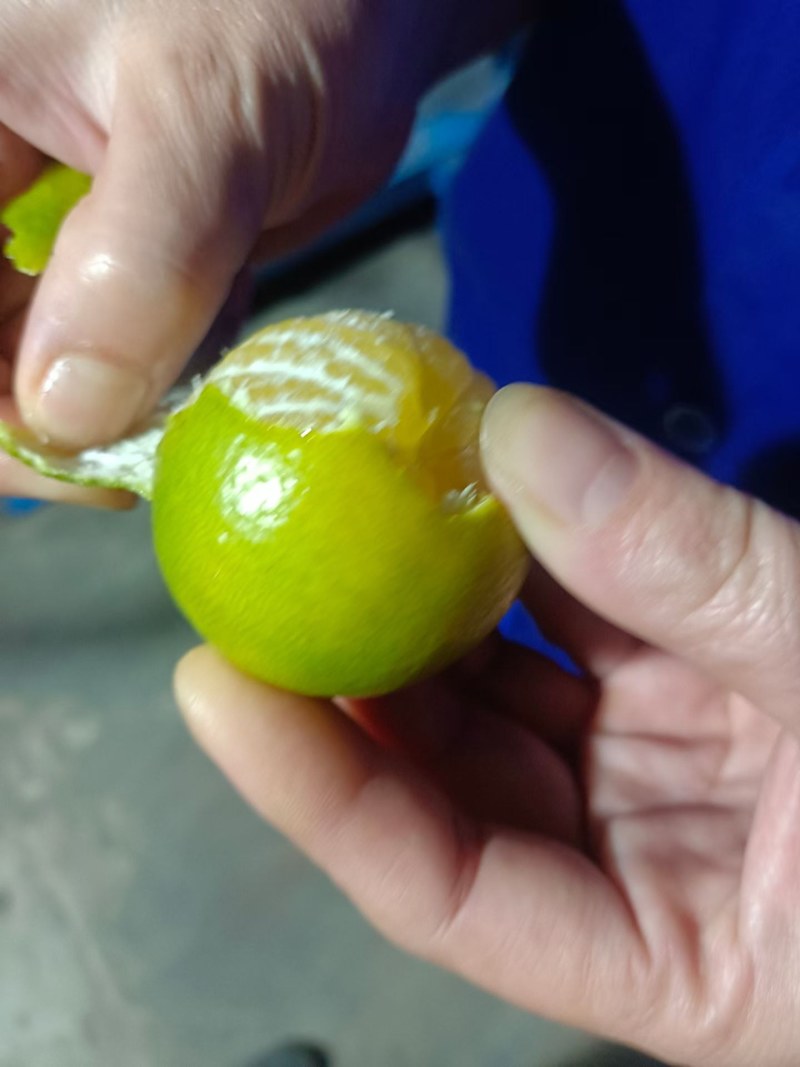 德庆贡柑上新啦！一箱10斤+，产地直供不赚差价，包邮