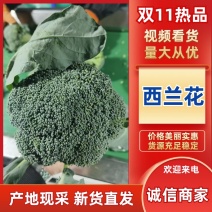 【热卖推荐】西兰花🥦产地直销量大从优可视频看货对接全国