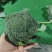 【热卖推荐】西兰花🥦产地直销量大从优可视频看货对接全国
