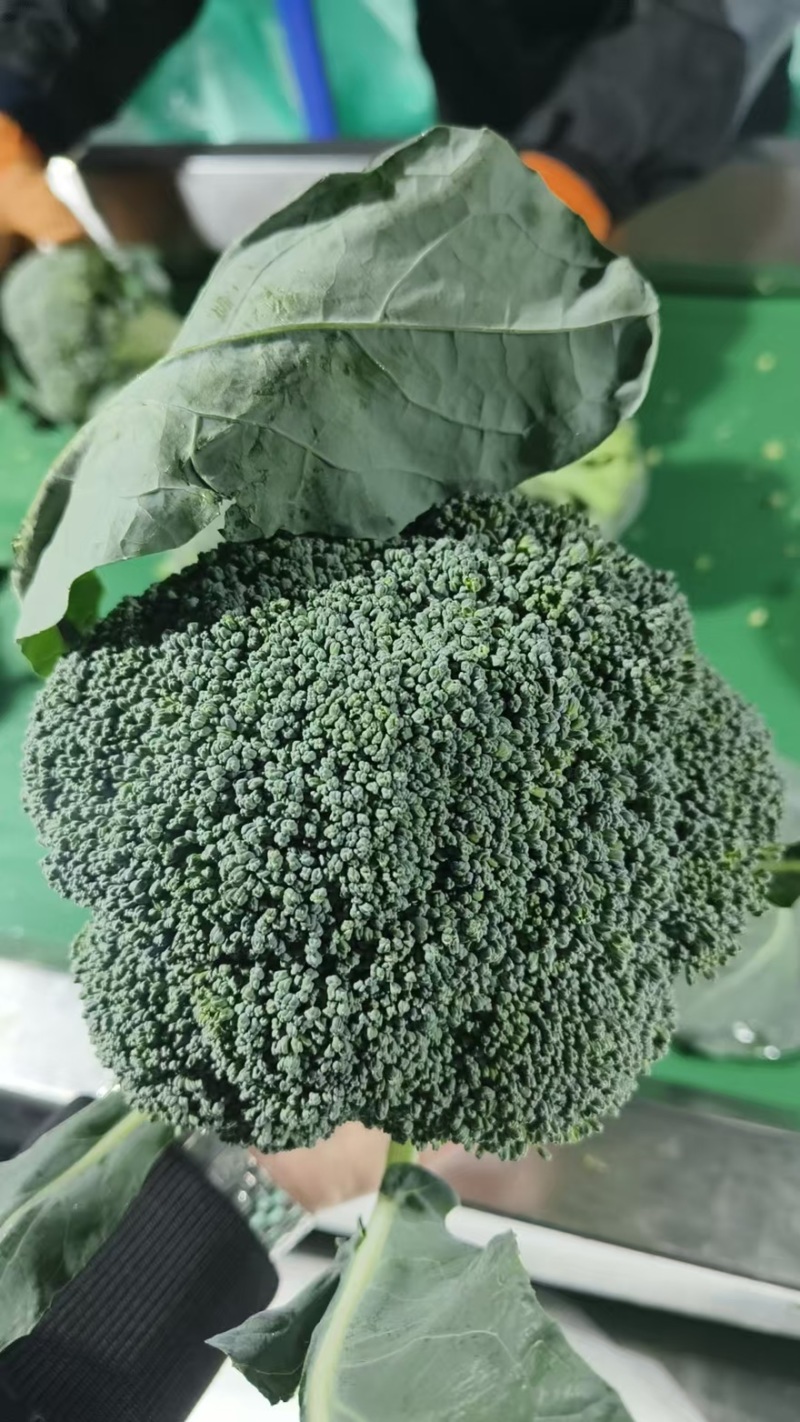 【热卖推荐】西兰花🥦产地直销量大从优可视频看货对接全国