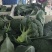 【热卖推荐】西兰花🥦产地直销量大从优可视频看货对接全国