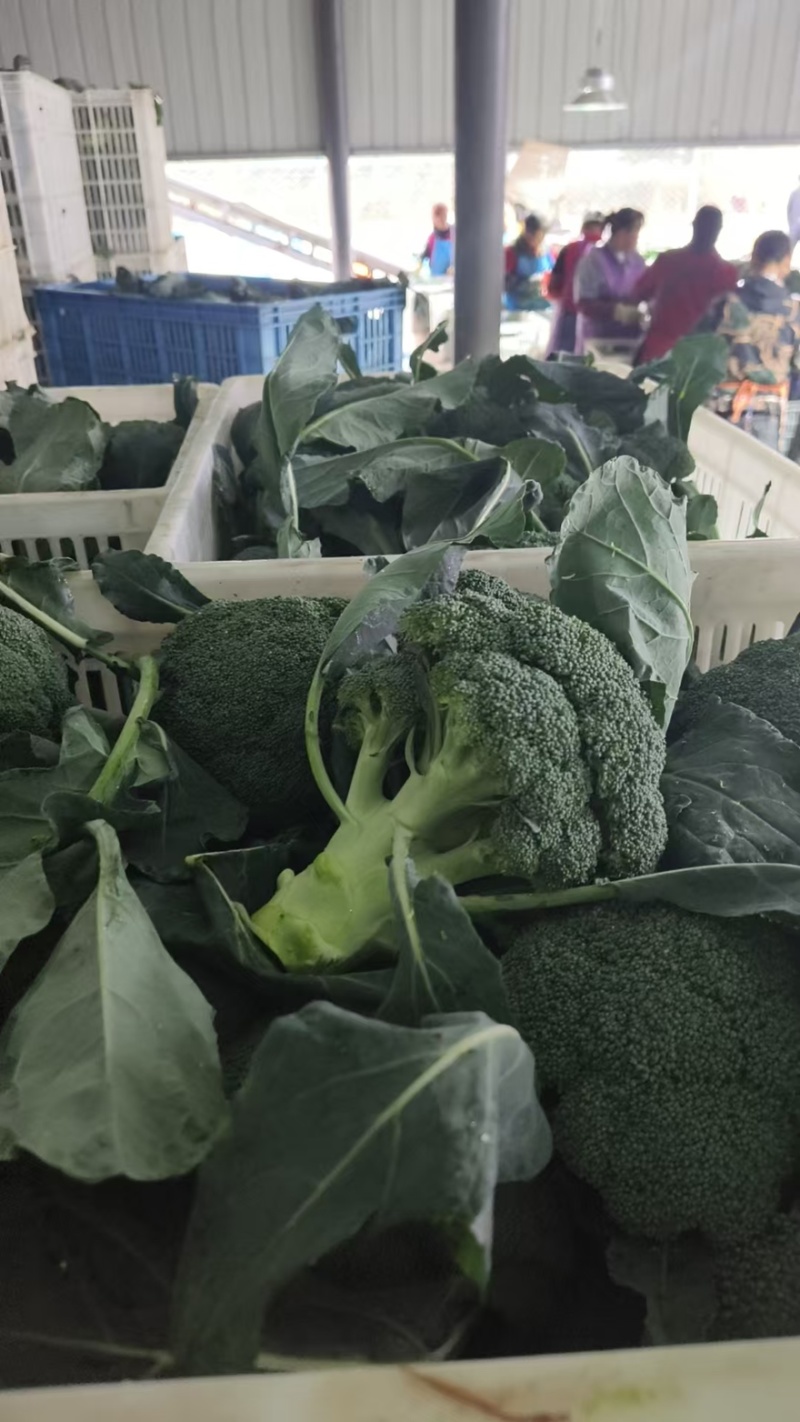 【热卖推荐】西兰花🥦产地直销量大从优可视频看货对接全国
