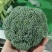 【热卖推荐】西兰花🥦产地直销量大从优可视频看货对接全国