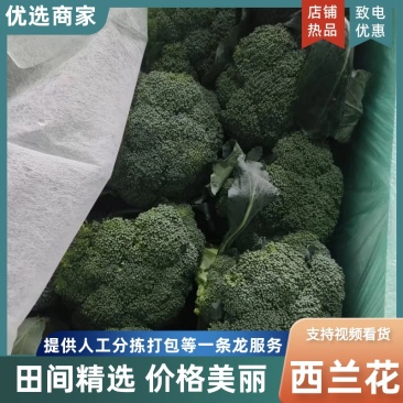 【田间精选】西兰花产地直销一手货源量大从优可对接全国电商