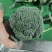 【田间精选】西兰花产地直销一手货源量大从优可对接全国电商