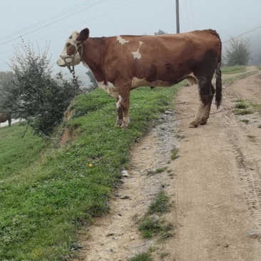 肉牛