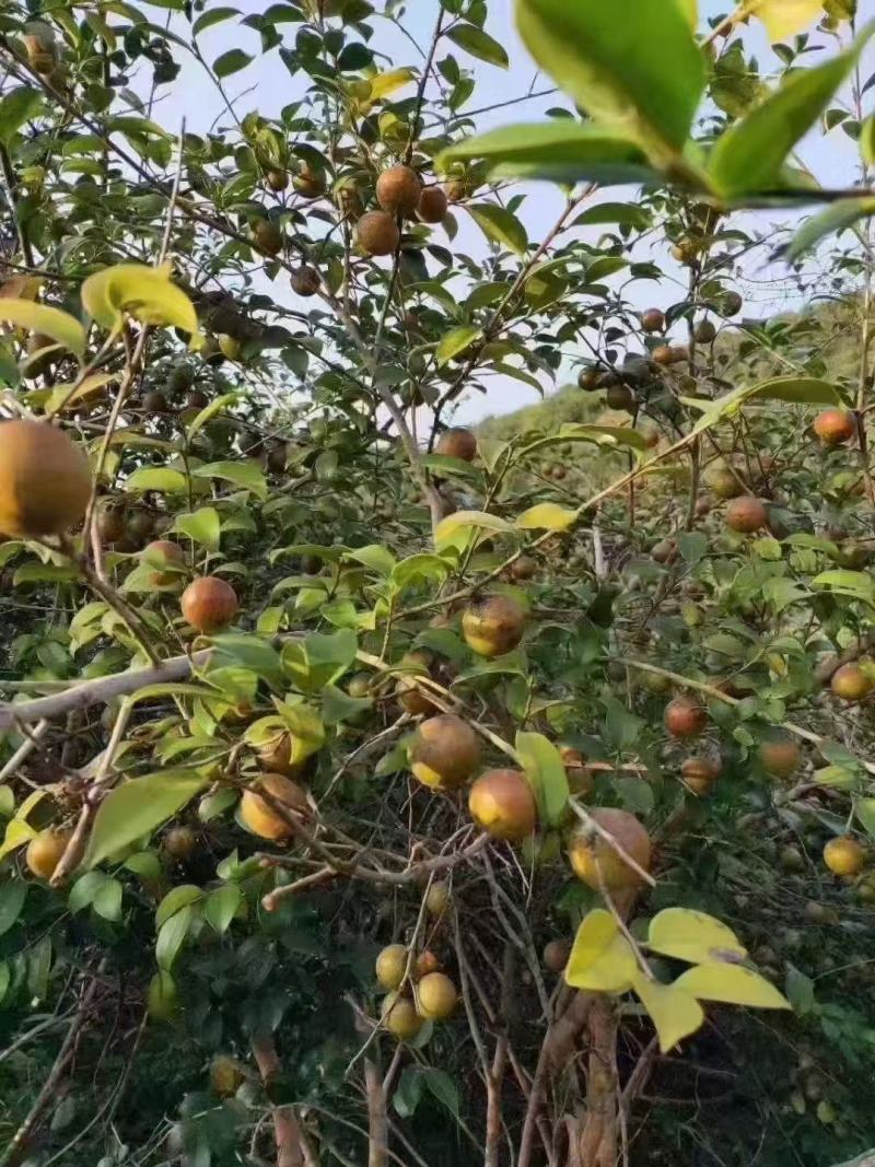 山茶油本地茶油小种送礼团购