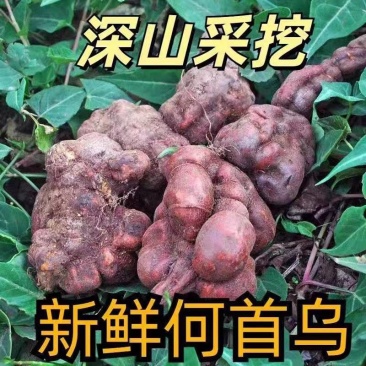 包邮）贵州野生何首乌新鲜生首乌洗头何首乌干片正品中药材