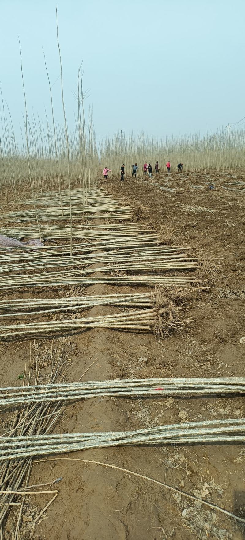 杨树苗大量上市，品质保证，服务周到，诚信经营