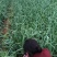 中牟白根蒜苗产地直供大量有货质量保证一手货源价格合理