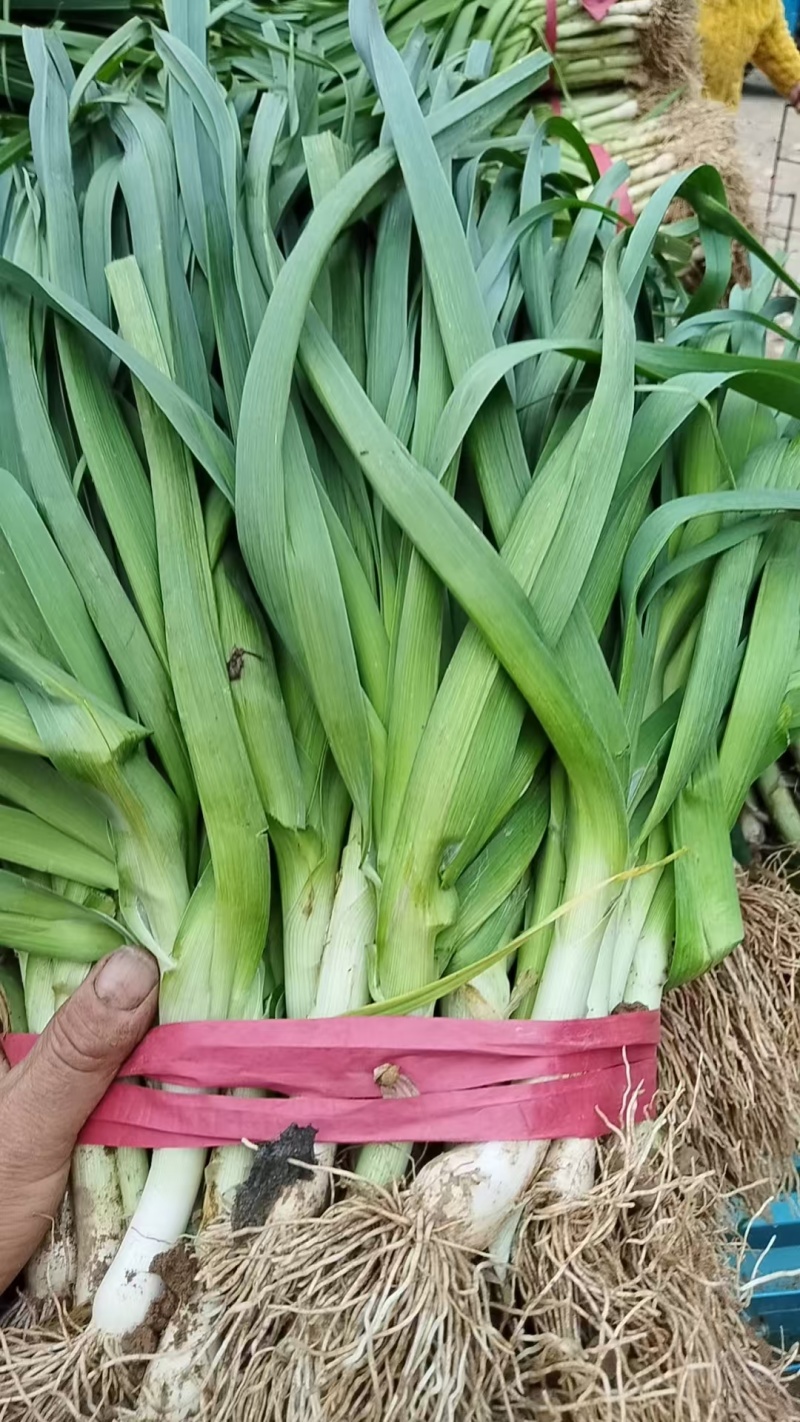 中牟白根蒜苗产地直供大量有货质量保证一手货源价格合理