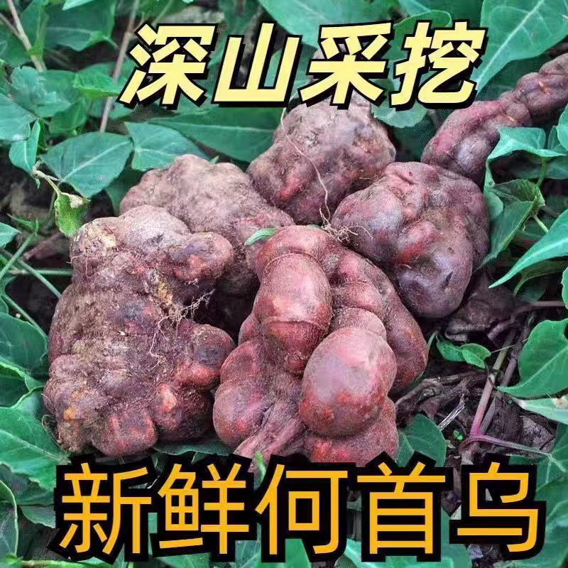 包邮）贵州野生何首乌新鲜生首乌洗头何首乌干片正品中药材