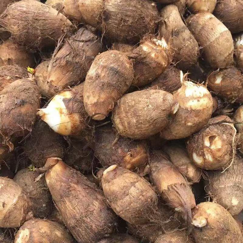 精品毛芋头芋头8520牛奶芋头电商超市商超