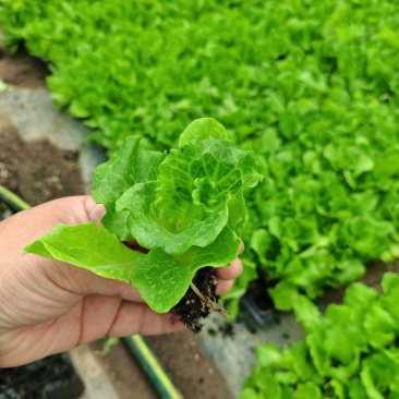 精品生菜苗，穴盘苗，带土发货，现挖现发，不伤根须对接电