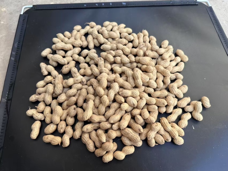 河南精品小珍珠花生果产地直发一手货源保质保量