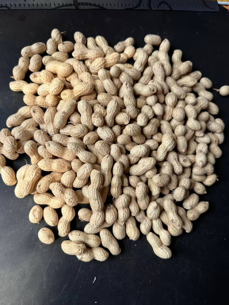 河南精品小珍珠花生果产地直发一手货源保质保量