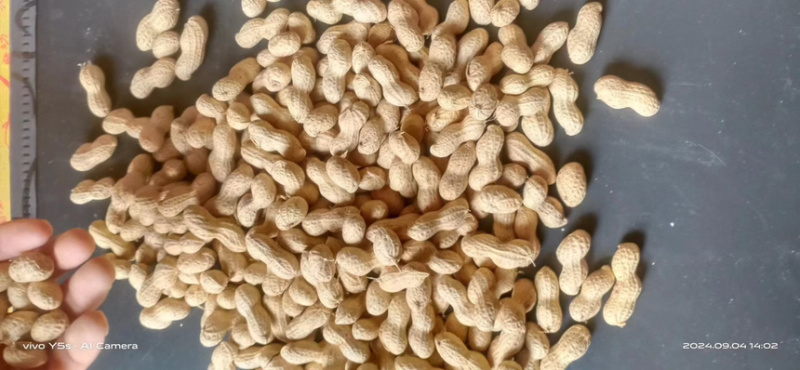 河南精品小珍珠花生果产地直发一手货源保质保量