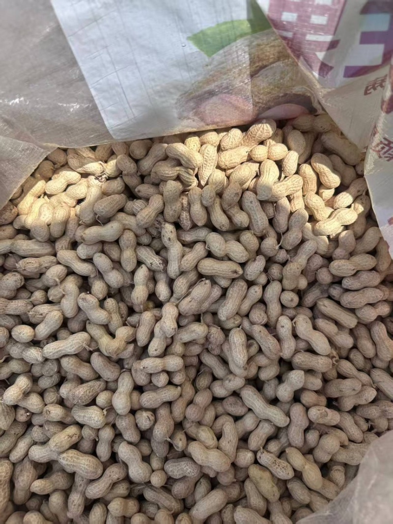 河南精品小珍珠花生果产地直发一手货源保质保量