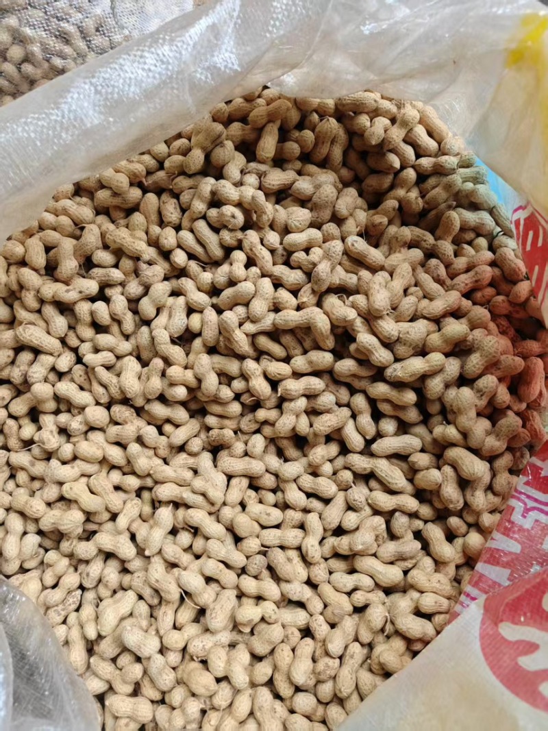 河南精品小珍珠花生果产地直发一手货源保质保量