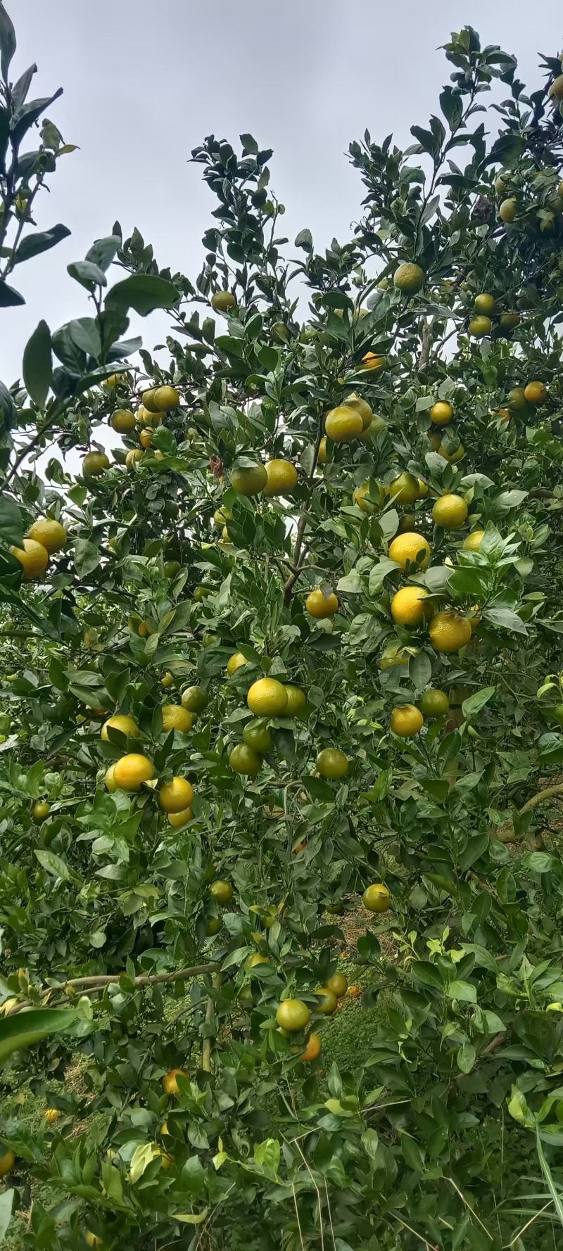 广西柑橘