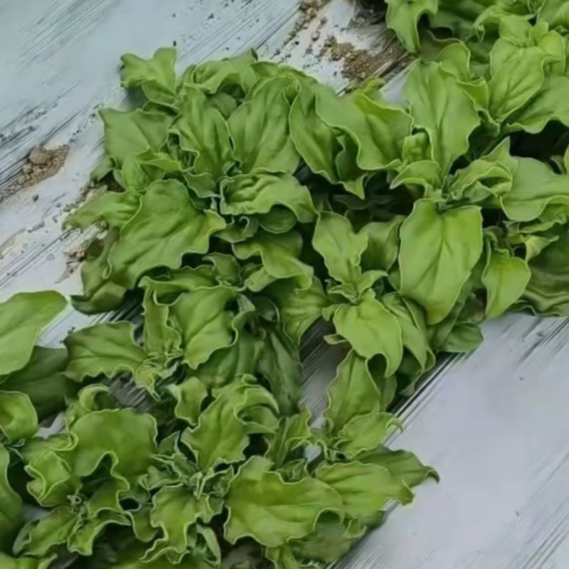 冰草