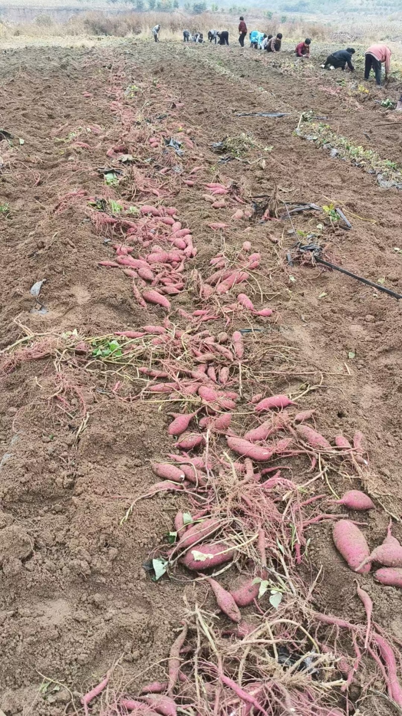 红瑶