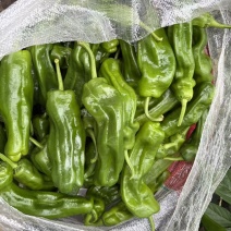 沭阳薄皮椒（精品、通货、次货）