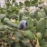 【臻选好货】云南高山蓝莓/建水L25蓝莓/电商团购批发价