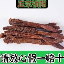 锁阳中药材，正宗内蒙金锁阳批发零售货真价实
