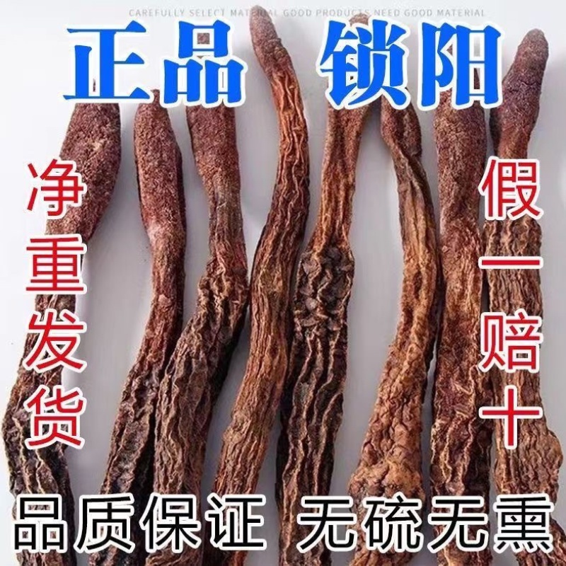锁阳中药材，正宗内蒙金锁阳批发零售货真价实