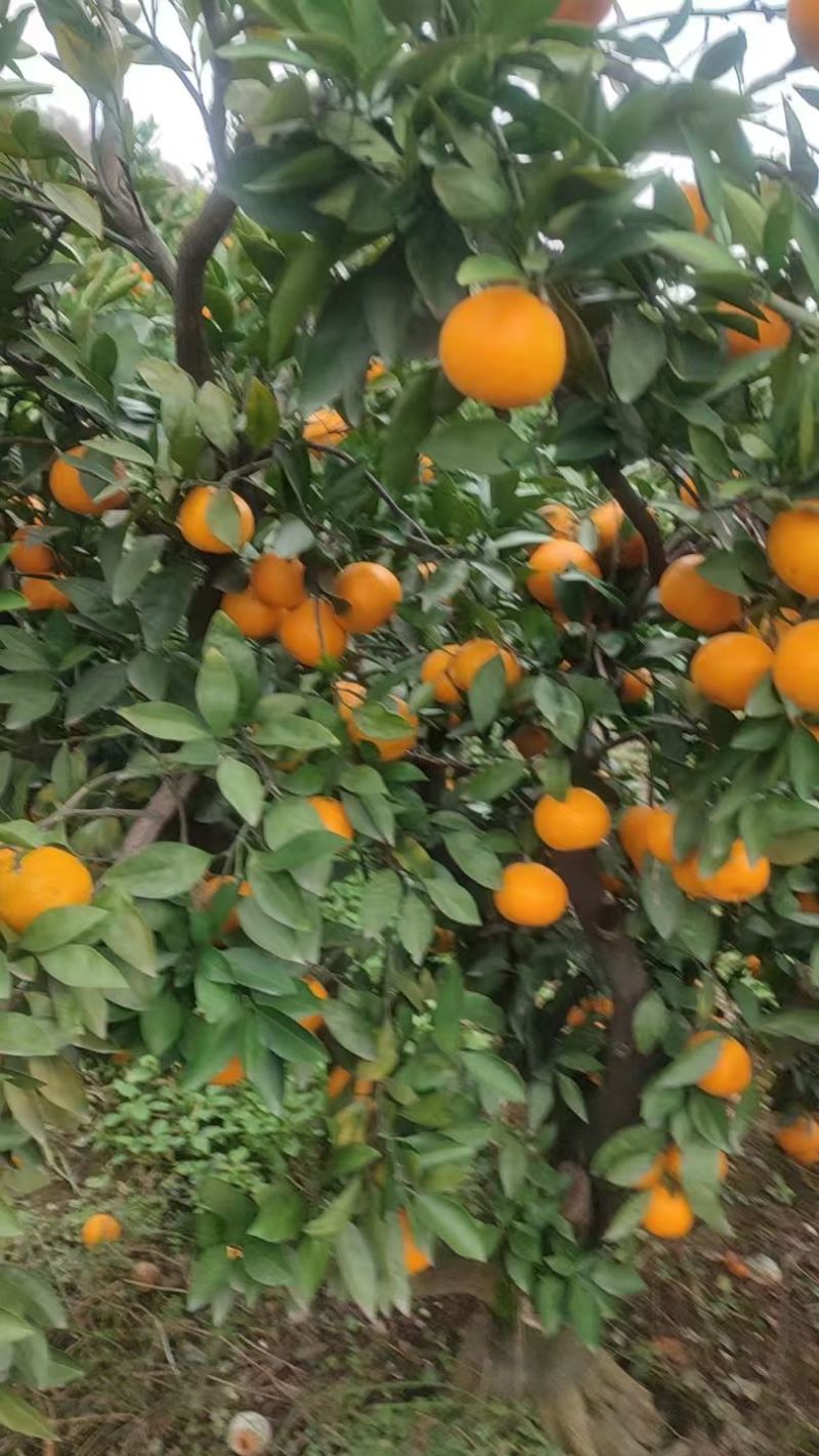 四川金堂爱媛果冻橙