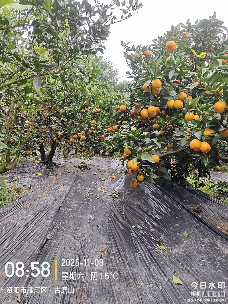 蜜橘