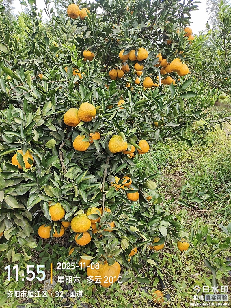 蜜橘